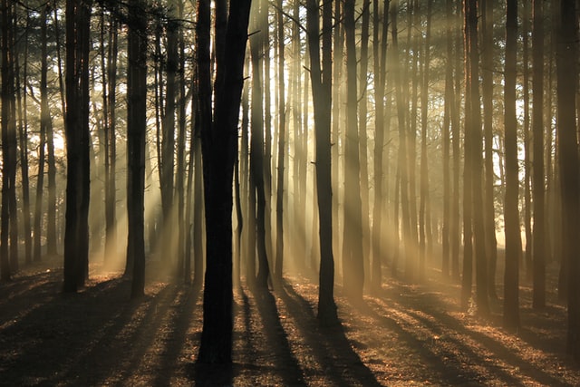 suns rays through the trees, Photo by Valeriy Andrushko on Unsplash