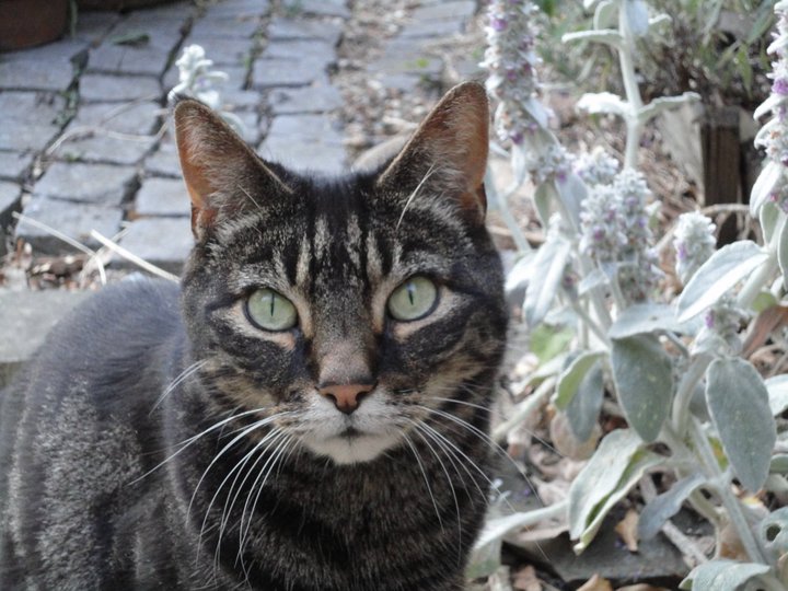 Reepicheep, stachys byzantina, Tabby cat