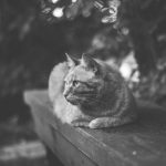 ginger tabby cat on garden bench, black & white photo