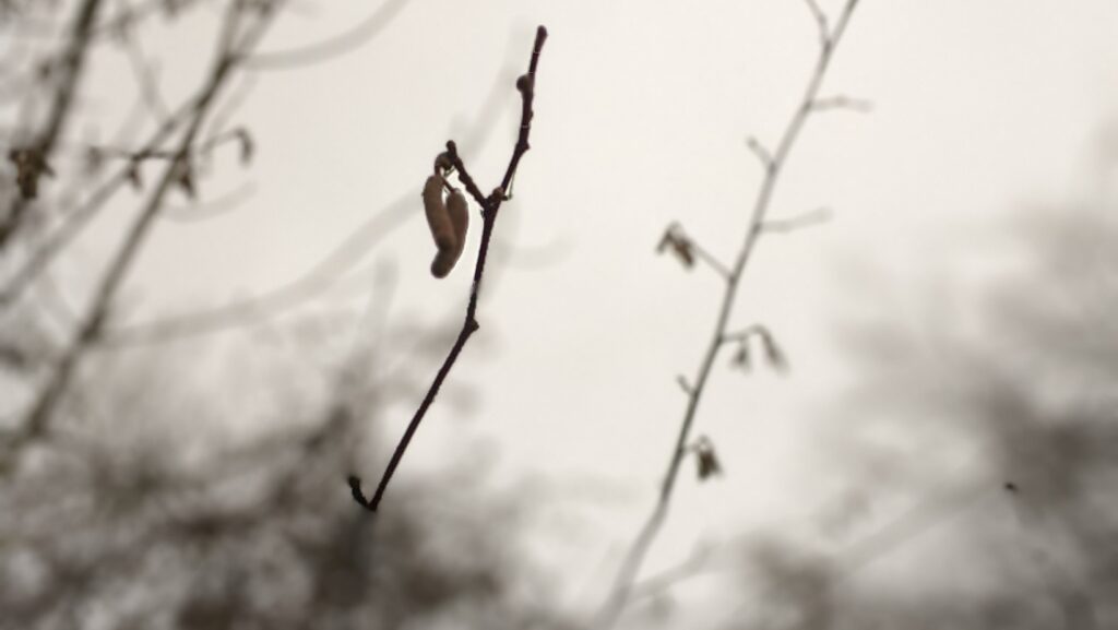 winter solstice, hazel catkins