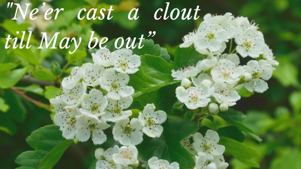 Ne’er cast a clout till May be out,crateagus monogyna, hawthorn, blossom