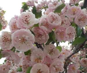 crataegus laevigata, midland hawthorn, pale pink blossom